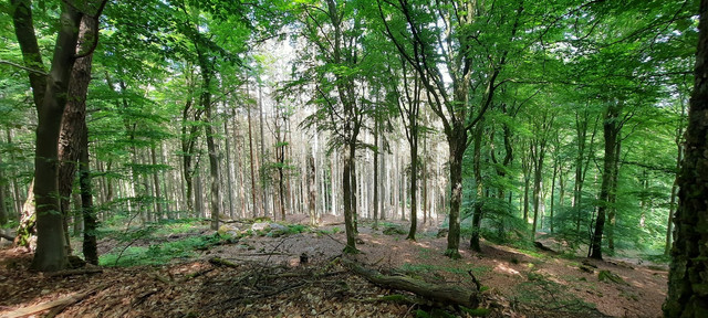 Ook in de Belgische bossen scheen de zon (Foto: Professionele-idioot)