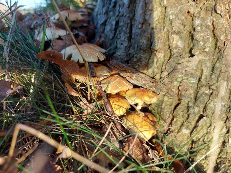 Herfst in omgeving Assen (Foto: qltel) Herfst in omgeving Assen (Foto: qltel)