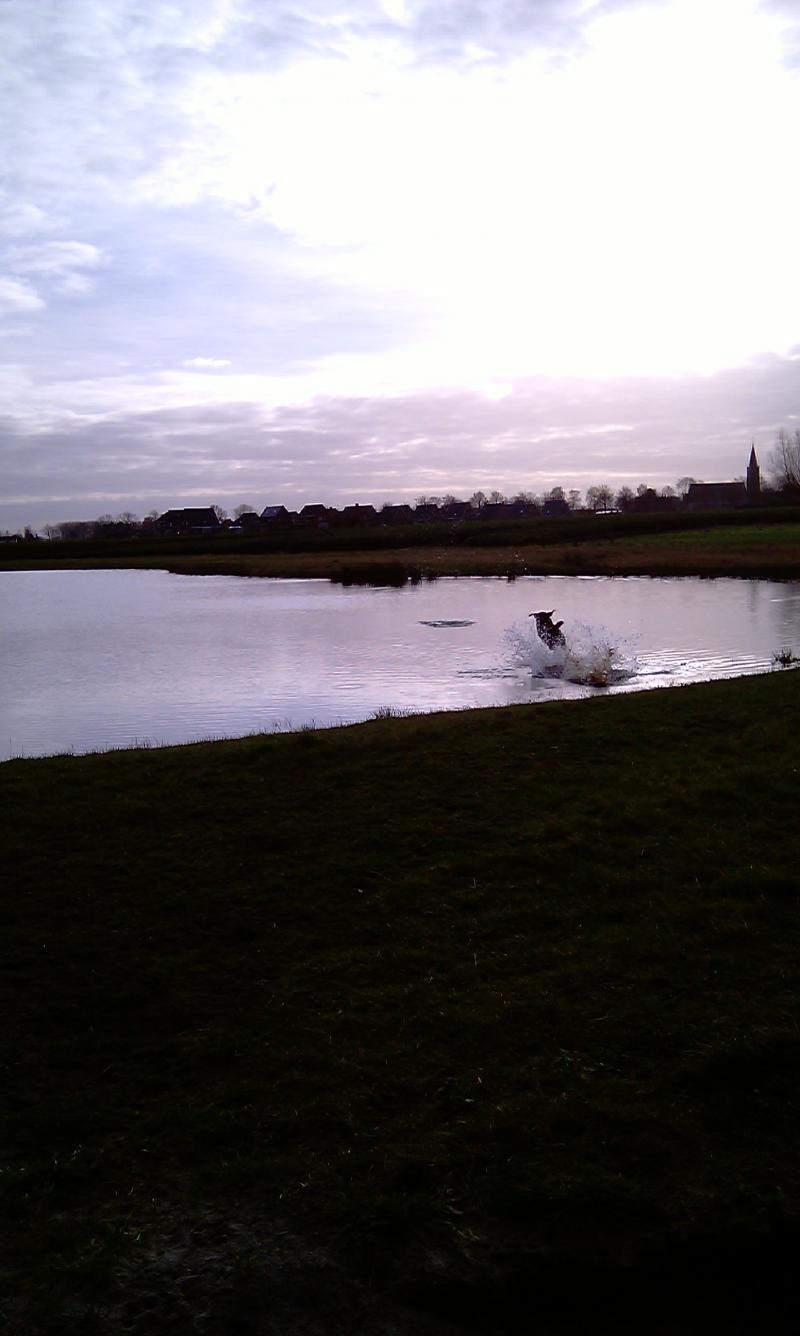 De blije hont van Managarm in de water (Foto: Managarm)