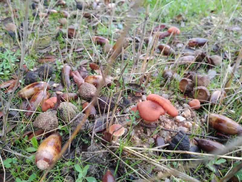 Herfst in beeld (Foto: Managarm)