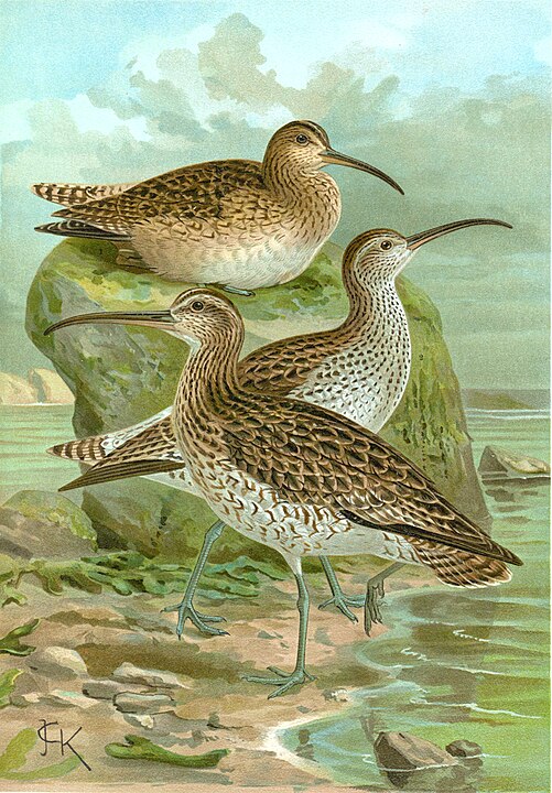 Dunbekwulp (Foto: Door en:John Gerrard Keulemans - Source: Naturgeschichte der Vögel Mitteleuropas: Band IX, Tafel 13 - Gera, 1902 [1], Publiek domein, https://commons.)