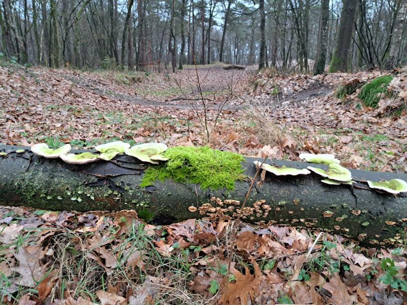 Herfst in het bos (Foto: Onbekend)