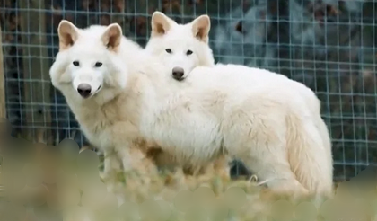 Aenocyon dires, reuzenwolf, weer tot leven gebracht (@ Global News YouTube 080425 screenshot) Aenocyon dires, reuzenwolf, weer tot leven gebracht (@ Global News YouTube 080425 screenshot)