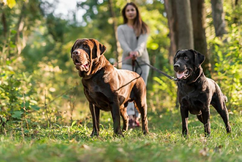 Honden uitlaten in het bos (@Freepik) Honden uitlaten in het bos (@Freepik)