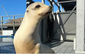 Sea lion grooves to Boogie Wonderland (@Guardian on YouTube 020525)