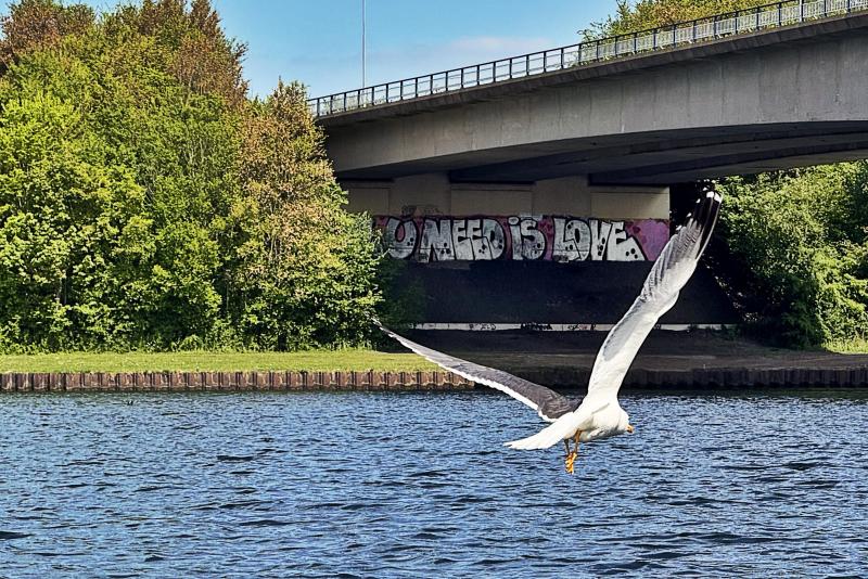 Zeemeeuw gefotografeerd door MisterFox Zeemeeuw gefotografeerd door MisterFox
