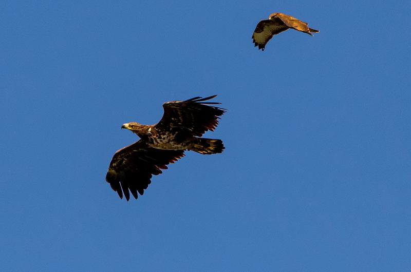 Zeearend en buizerd hoog boven de Oostvaardersplassen (@Ouwesok)