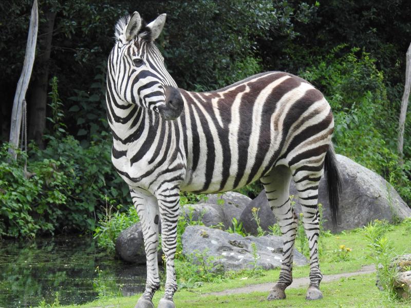 Een zebra in Blijdorp (@Clayton1) Een zebra in Blijdorp (@Clayton1)