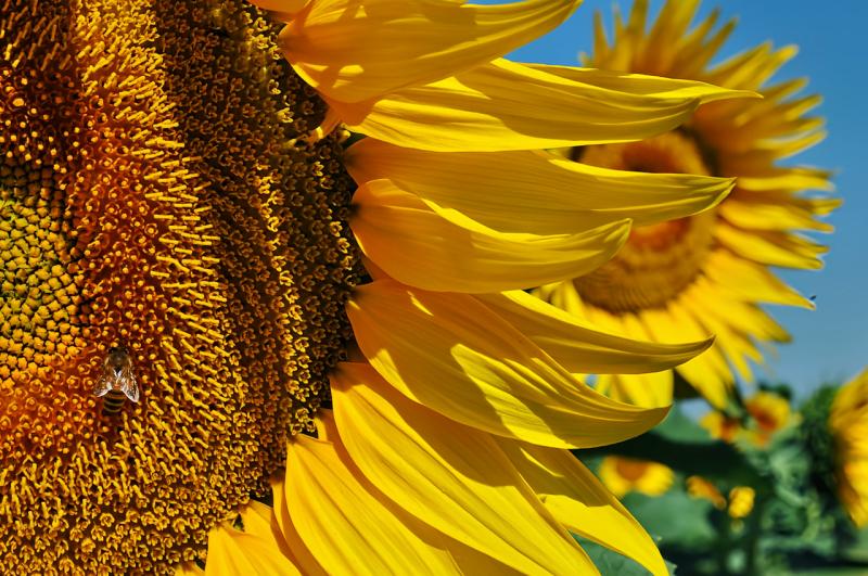 Zonnebloem (@Pixabay) Zonnebloem (@Pixabay)