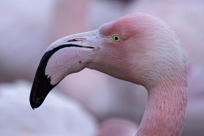 Flamingo, op de foto genomen door Ouwesok 