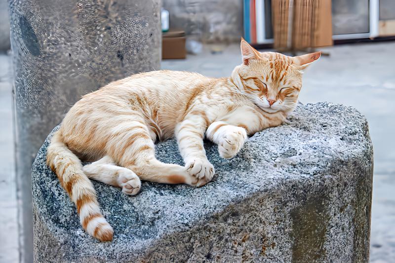 Slapende poes (@Pixabay) Slapende poes (@Pixabay)