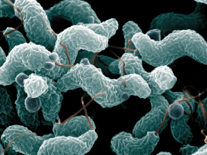Campylobacter jejuni (@WikimediaCommons) 