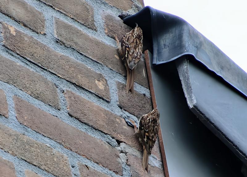 Deze boomkruipers vallen niet van het dak met de huidige temperaturen (@Clayton1) Deze boomkruipers vallen niet van het dak met de huidige temperaturen (@Clayton1)