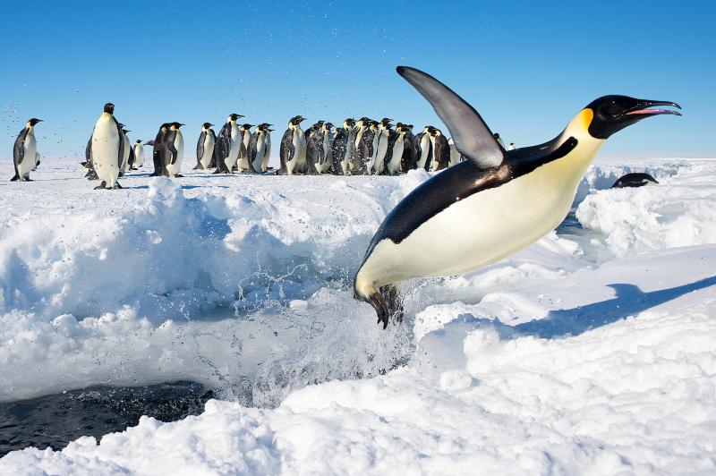 Pinguins op Antarctica (@ @WikimediaCommons Creatieve Commons  2.0)