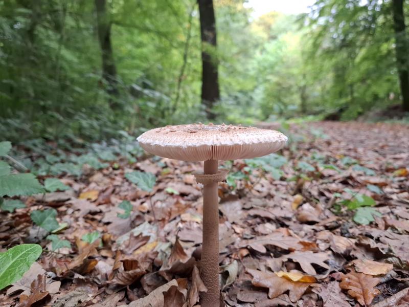 Paddestoel (Foto: qltel) Paddestoel (Foto: qltel)