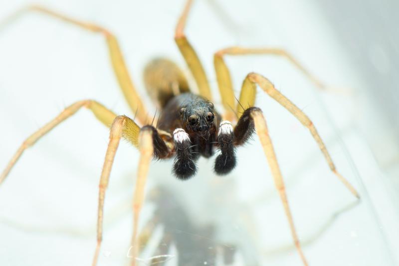 Aulonia albimana Frankrijk (@@WikimediaCommons CCA4I) 