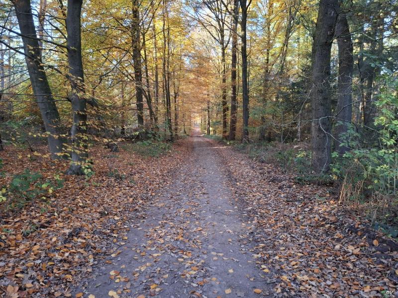 Herfst4 (Foto: qltel) Herfst4 (Foto: qltel)