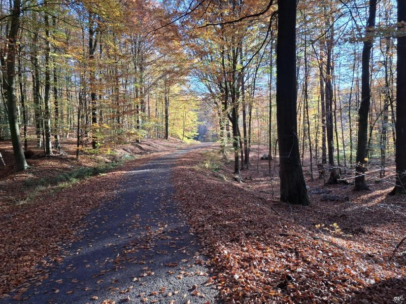 Herfst6 (Foto: qltel)