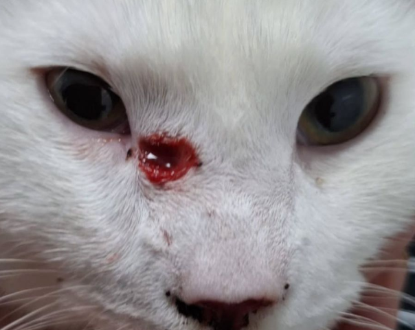 Katten in Eindhoven beschoten met kruisboog (Foto: Dierenziekenhuis Eindhoven) Katten in Eindhoven beschoten met kruisboog (Foto: Dierenziekenhuis Eindhoven)