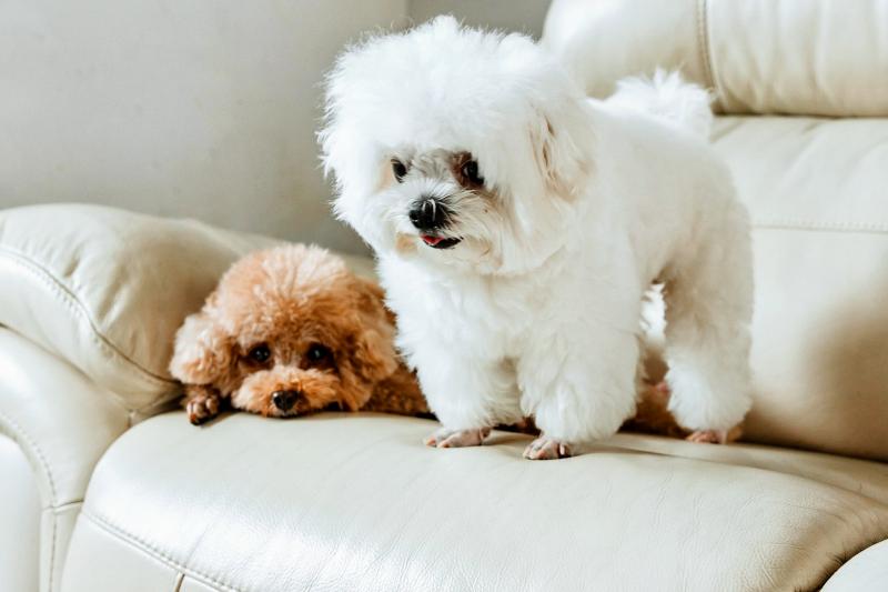 Toy-poedel in huiselijke kring (@Pixabay)