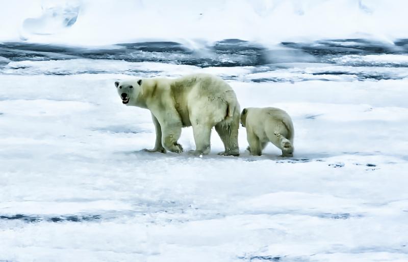 Ijsberen (@Pixabay) Ijsberen (@Pixabay)