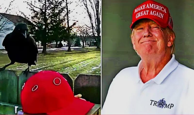 Man traint kraai op rode pet (@USA Headlines on YT https://youtu.be/p6bQvWu8JjI?si=zx_IymHA_eSjTGL0) 