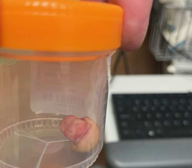 De vingertop van de HSI agent