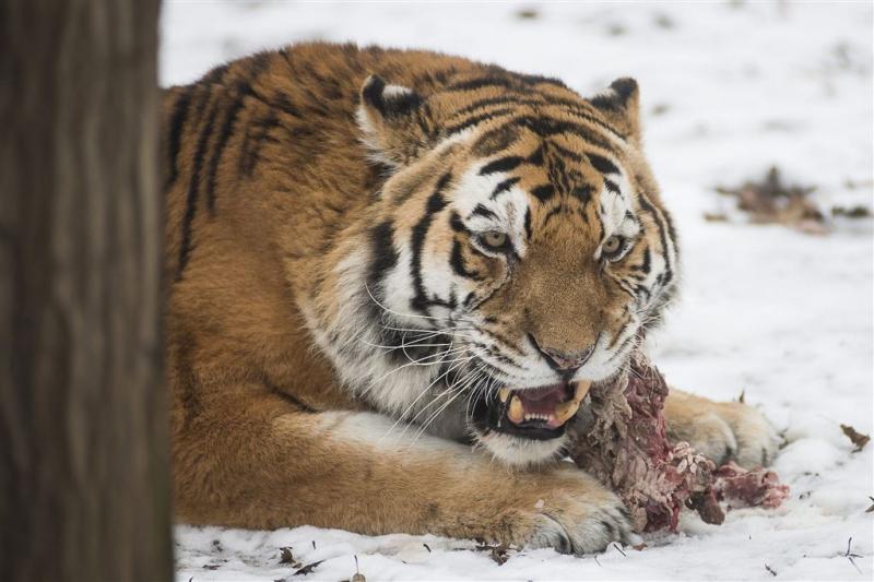 Tijgerpopulatie groeit (Foto: ANP)