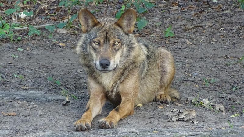 Wolf (Foto: Pixabay / 3Dinaani)