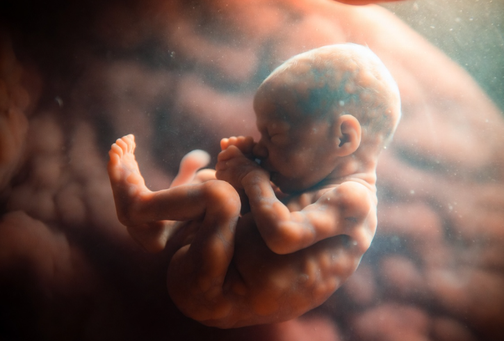 Foetus in de baarmoeder bij 12 weken zwangerschap
