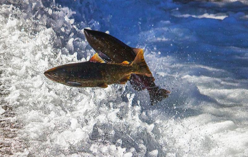 Chinook zalm in Californie (@Laura Mahoney/USFWS) Chinook zalm in Californie (@Laura Mahoney/USFWS)