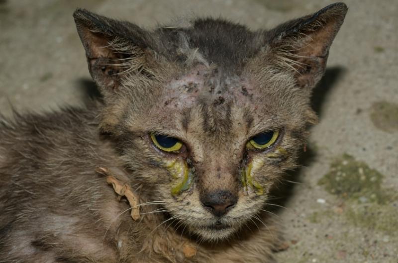 Verwaarloosde kat