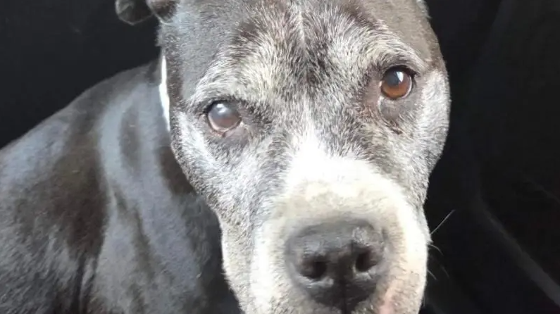 Foto: Dierenpolitie Amsterdam / AT5