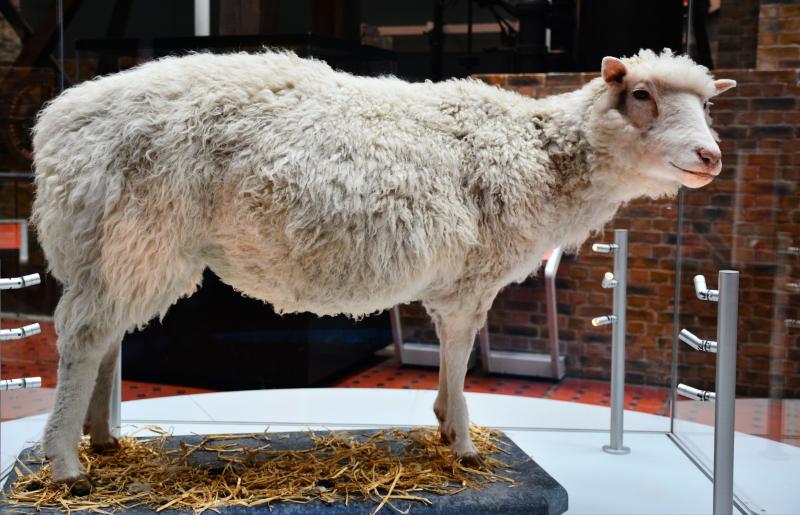 Dolly het schaap - National Museum of Scotland Edinburgh (@Mike McBey - https://creativecommons.org/licenses/by/2.0/) 