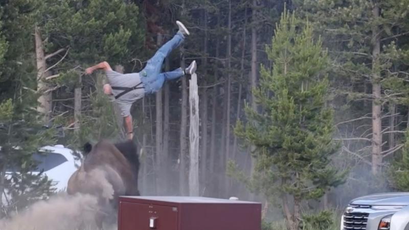 Man meters de lucht in geslingerd door Bison (Foto: YouTube)
