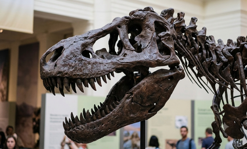 Skelet T-Rex (@Gemini-AI-impressie) 
