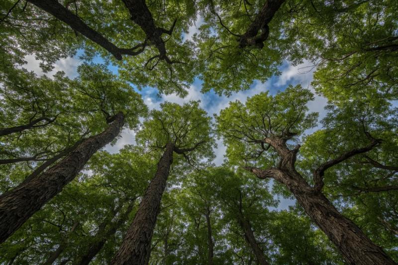 De rechten van de boom (Afbeelding: Grok AI / FOK.nl)