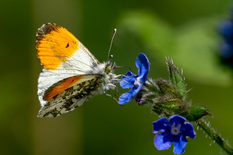 Een zomers tafereel, een Oranjetipje zuigt wat nectar op (@TheFreshPrince)