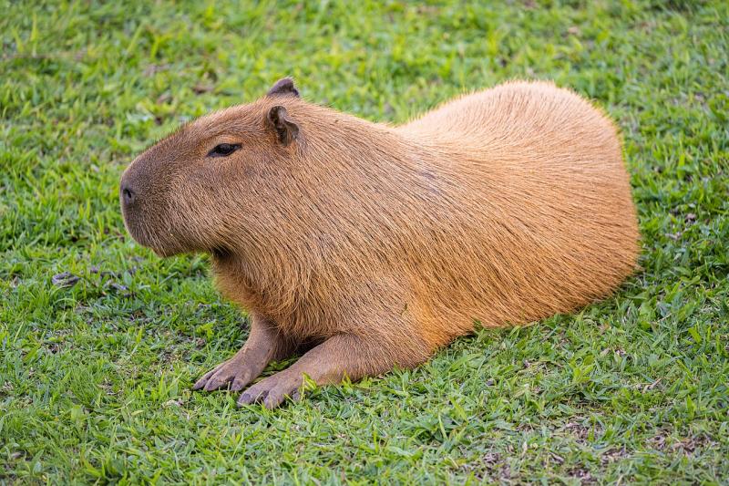 Capibara (@Wilfredor - WikimediaCommons) 