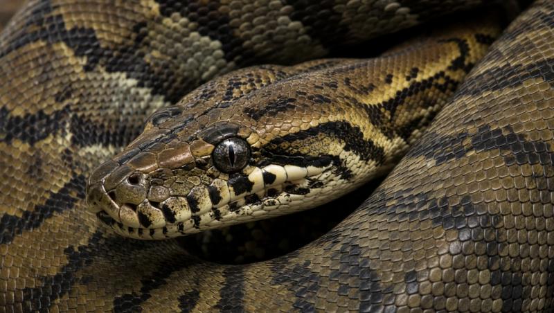 Netpython (Afbeelding: Grok AI / FOK.nl)