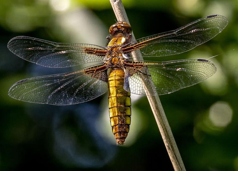 Platbuik (Libellula depressa) in het zonnetje (@Ouwesok)