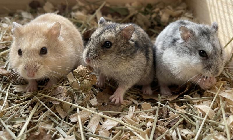 Hamsters (@Gemini-AI-impressie) 