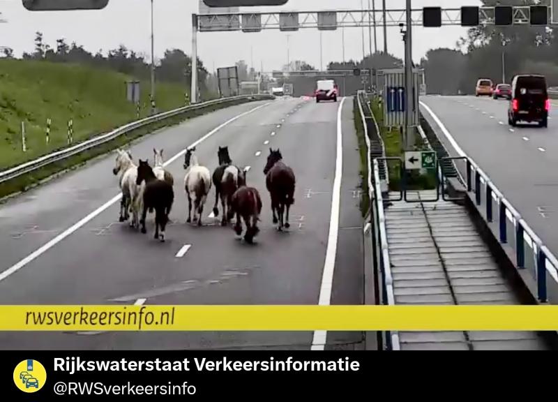 Paarden op de A9! (@Rijkswaterstaat op X - https://x.com/RWSverkeersinfo/status/2095219687059574986) ) Paarden op de A9! (@Rijkswaterstaat op X - https://x.com/RWSverkeersinfo/status/2095219687059574986) )