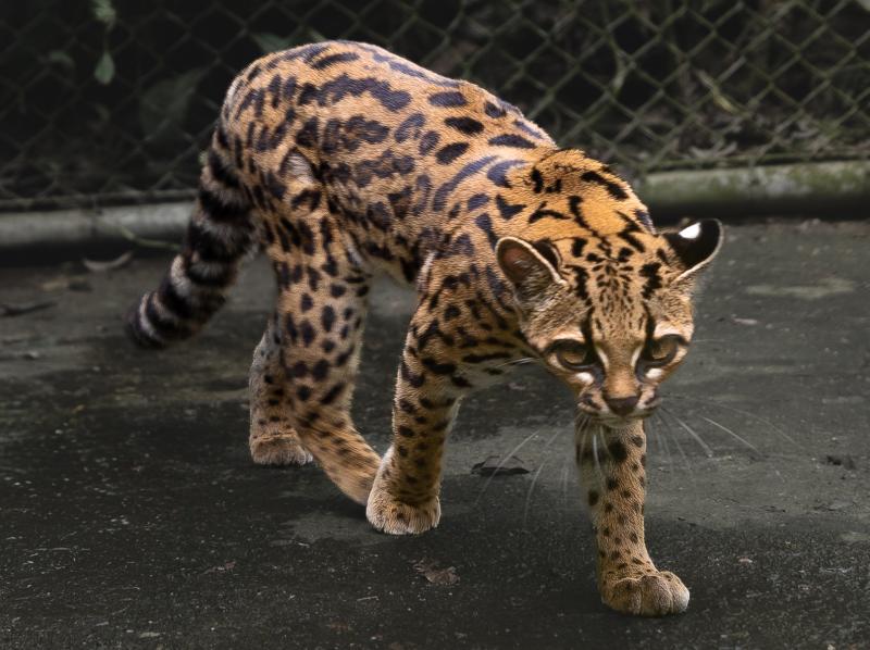Nieuwe kattensoort : Leopardus tilcayo (@Alessandro Verniani - https://creativecommons.org/licenses/by-sa/4.0/) Nieuwe kattensoort : Leopardus tilcayo (@Alessandro Verniani - https://creativecommons.org/licenses/by-sa/4.0/)